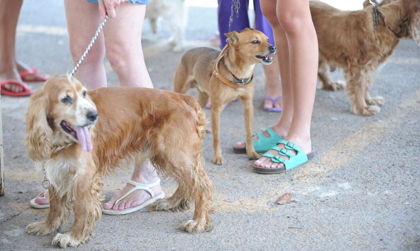 Médica veterinária explica os fatores que podem desencadear a doença nos pets - Arquivo/JP