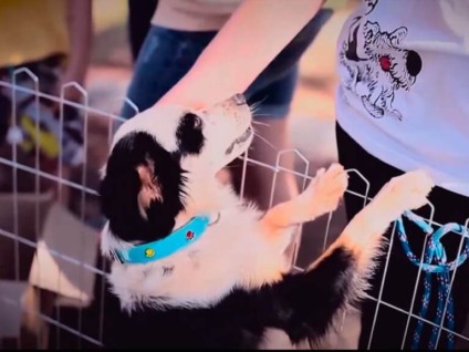 Valores de alimentos para animais pesam no bolso do consumidor. - Arquivo/JPNEWS