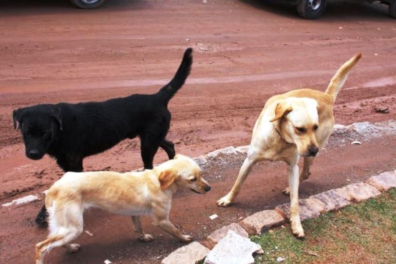 Último levantamento apontou que Três Lagoas contava com 12 mil cães e 3 mil gatos - Arquivo/JPNews