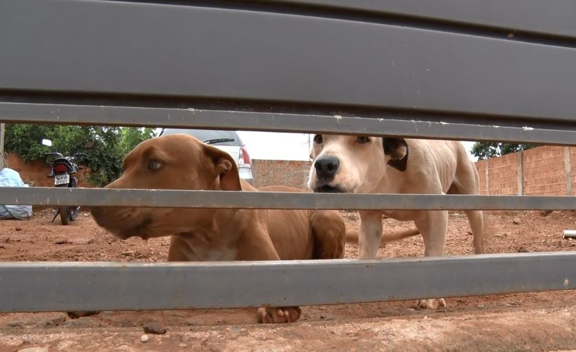 As equipes visitaram os animais de casa em casa - Reprodução/TVC