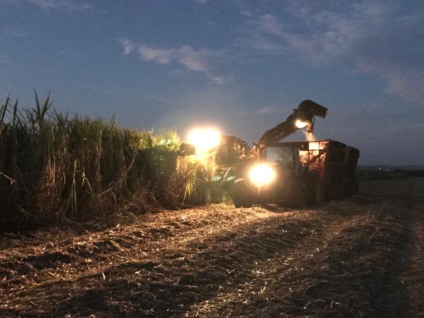 A cana-de-açúcar produz muita palha, o que tem valor agronômico - Foto: Assessoria