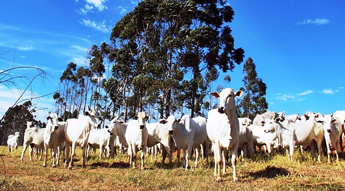 Até agora foram notificadas 1.537 mortes de bovinos - Foto: Governo MS