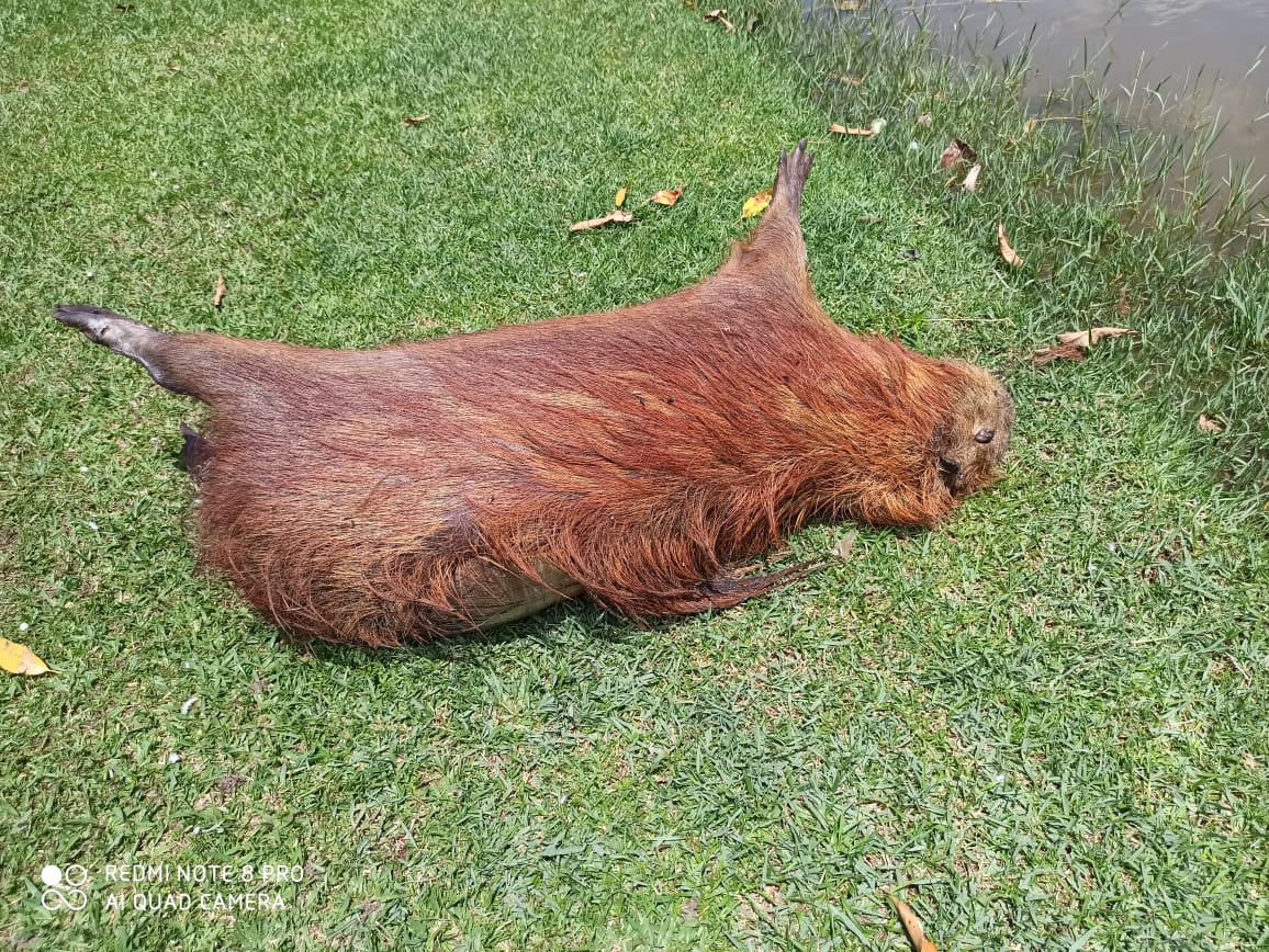 Capivara é encontrada morta na Lagoa Maior - Divulgação