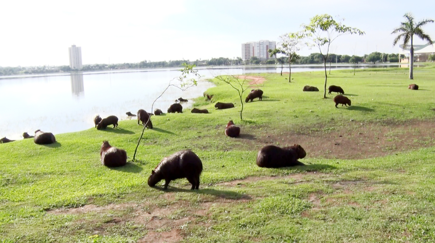 Atualmente, cerca de 90 capivaras habitam a Lagoa Maior - Reprodução/TVC HD