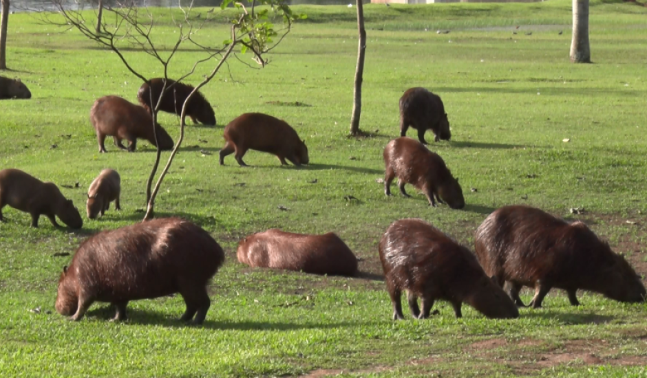 O secretário de Meio Ambiente