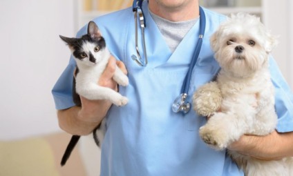 Durante a ação, os pets passam por avaliação para serem encaminhados para as clínicas conveniadas com a Prefeitura, além de castrados os animais serão vermifugados, vacinados contra a raiva e microchipados - Foto:Divulgação