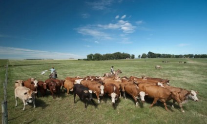 MS tem nove milhões de hectares de pastagens degradadas - Foto: Reprodução/Agencia Brasil