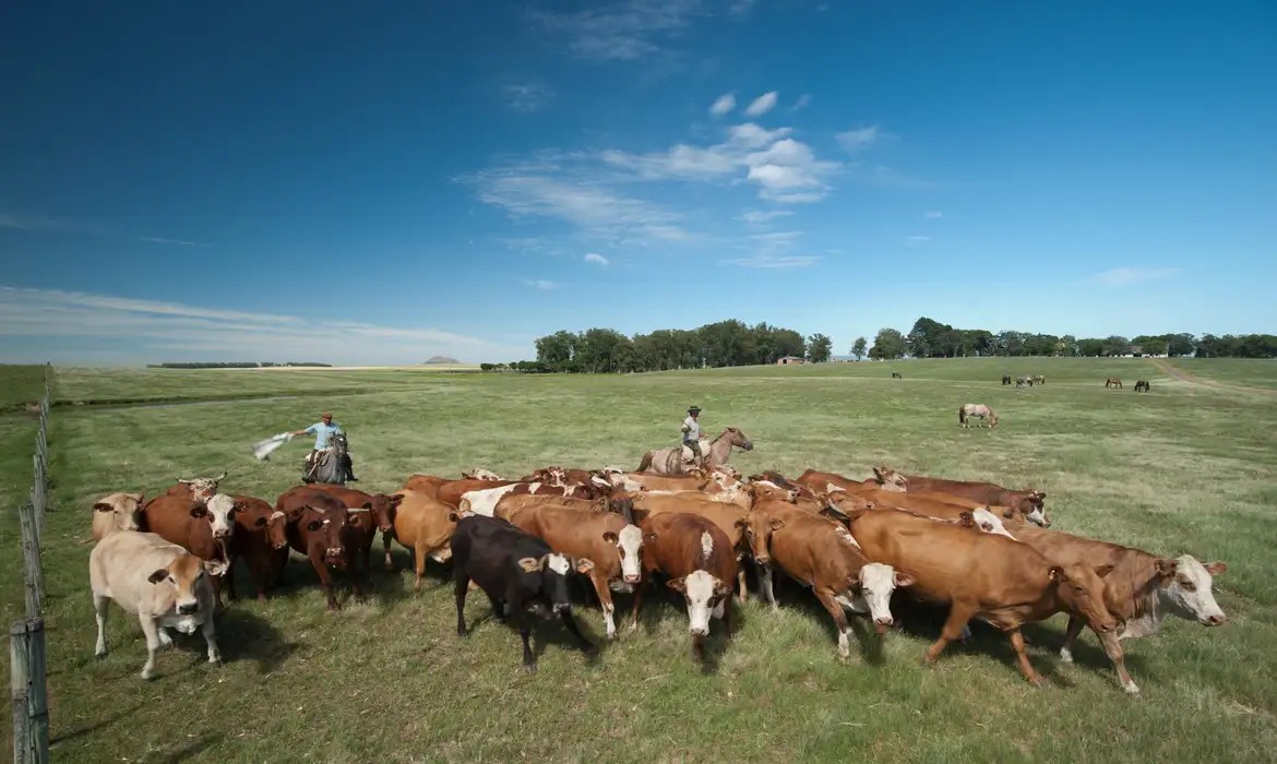 MS tem nove milhões de hectares de pastagens degradadas - Foto: Reprodução/Agencia Brasil