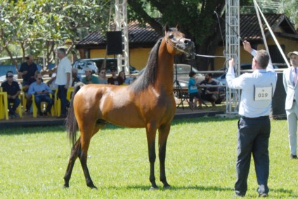 21ª ExpoGrande Arabian Show no Parque de Exposições em Campo Grande - Foto: Reprodução/ABCCA 21ª ExpoGrande Arabian Show no Parque de Exposições em Campo Grande - Foto: Reprodução/ABCCA