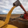 MS colheu mais de 12 milhões de toneladas de soja na safra 23/24 - Foto: Divulgação/ Aprosoja MS