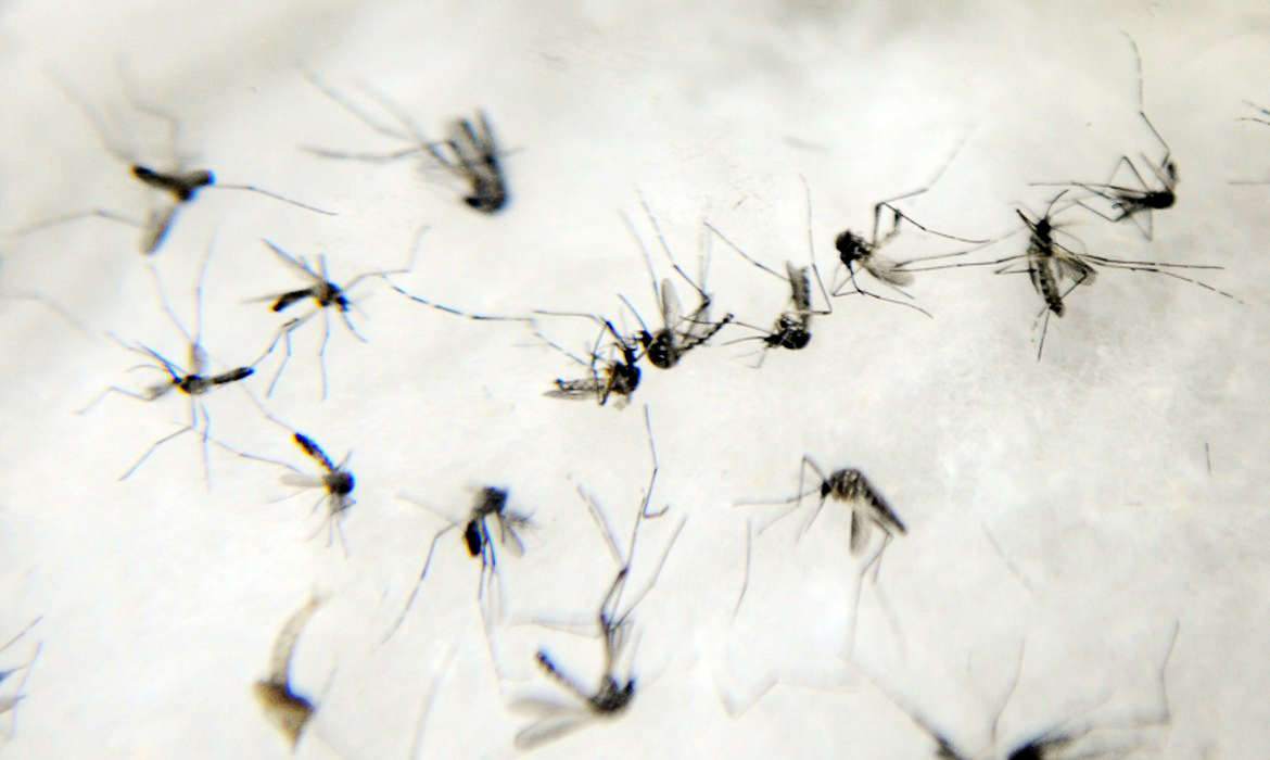 Doença é transmitia pelo Aedes aegypti - Divulgação