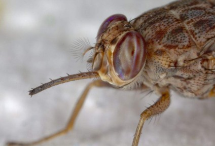 Especialista explica sintomas, que são bem semelhantes a viroses sazonais, como diarreia e febre - Foto: Divulgação