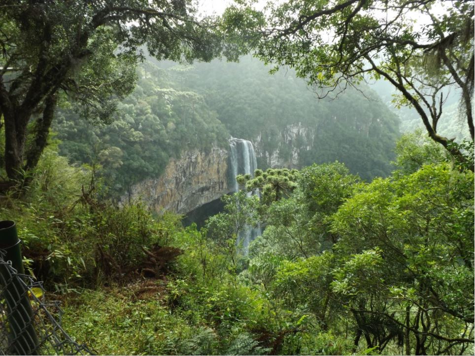 Mata Atlântica é um importante reservatório de carbono - Foto: Reprodução