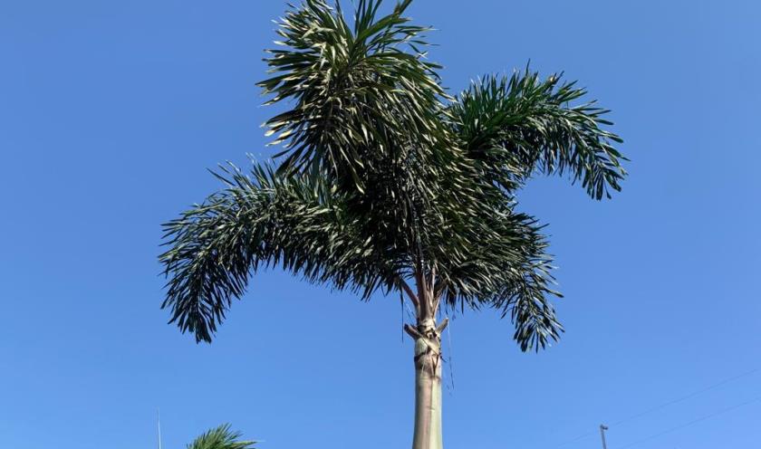 O calor prevalece em todo estado, podendo ultrapassar 40°C. - Any Galvão/JPNews