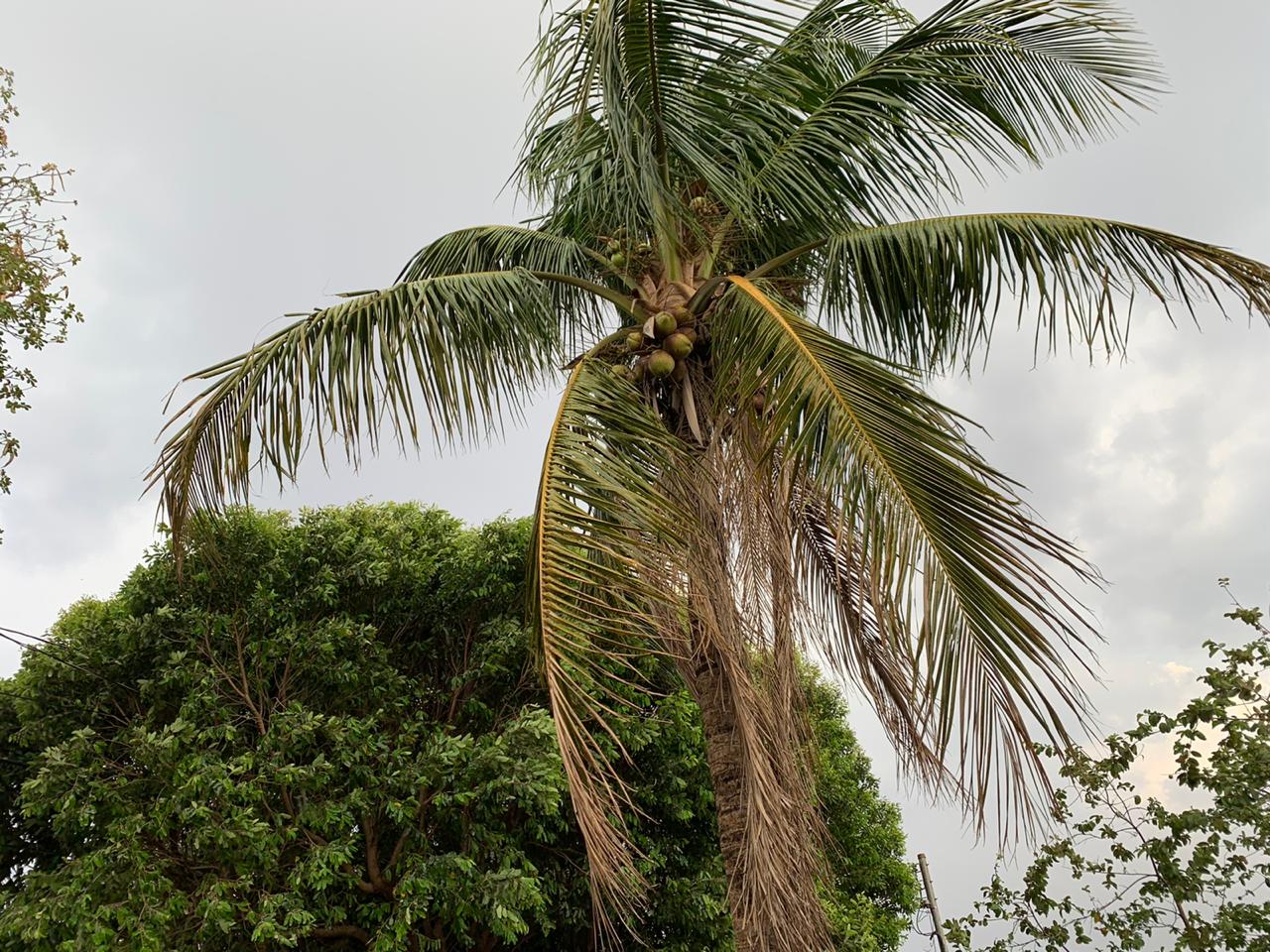 MS tem previsão de chuva e rajadas de vento nesta sexta - Foto: Arquivo/CBN