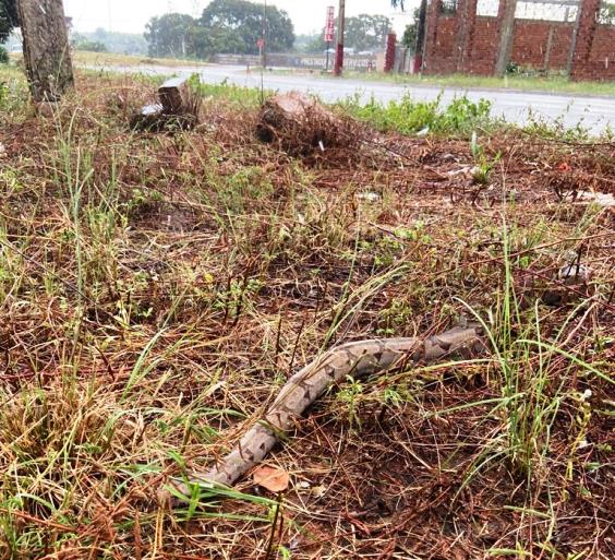 Fato ocorreu no bairro Vila do Ferroviários, no fim de semana - Divulgação/PMA