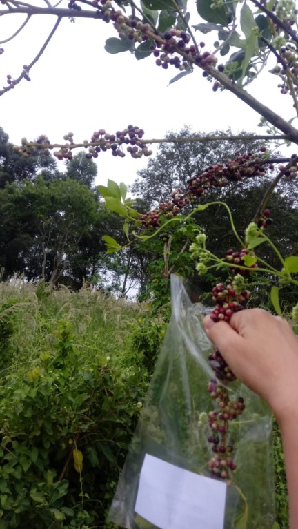 Estudo da UFMS pretende estudar a identidade da planta e suas características por meio da análise nutricional - Foto: Divulgação/UFMS