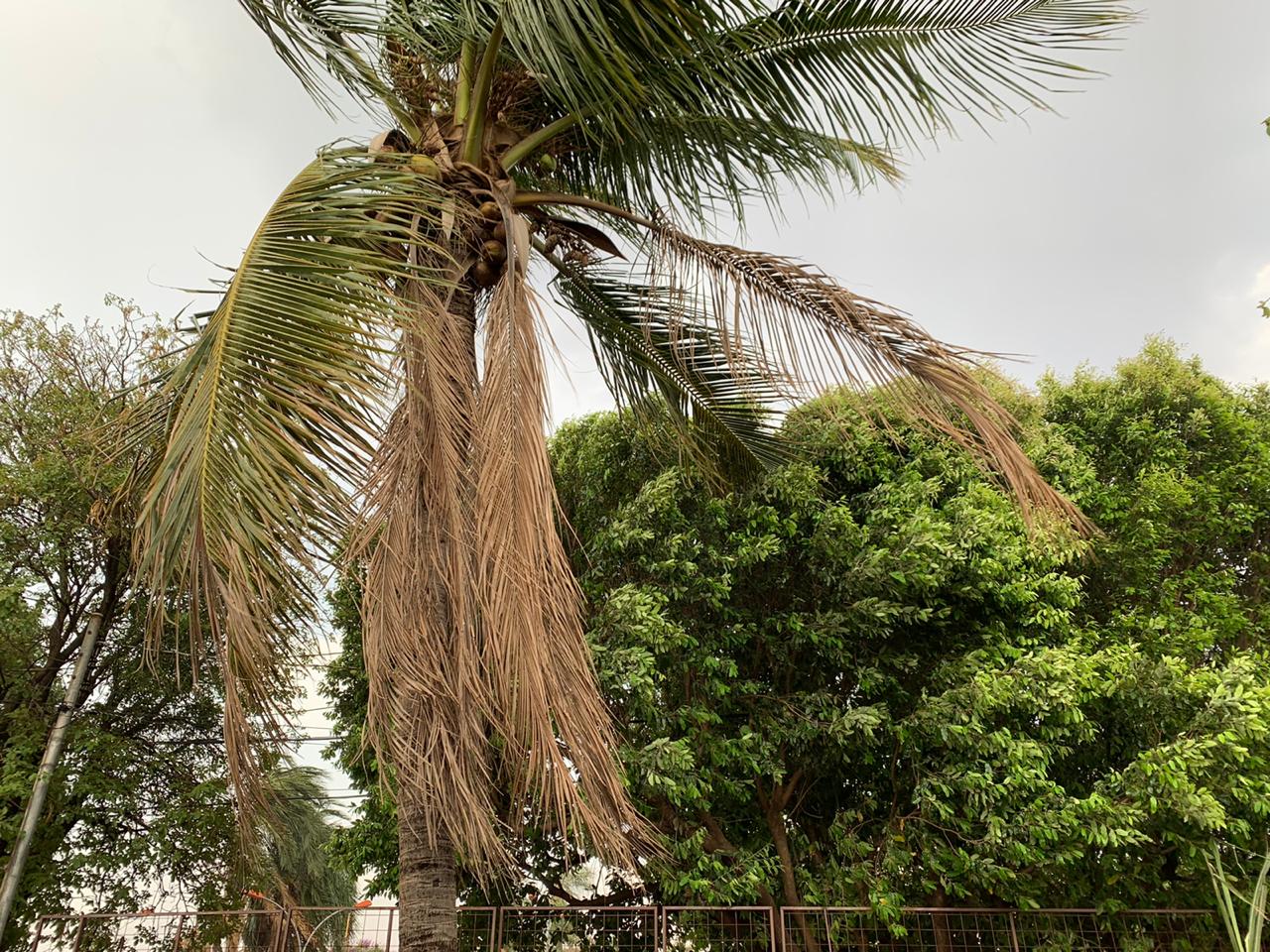 Terça com possibilidade de tempestades em três regiões de MS - Foto: Arquivo/CBN