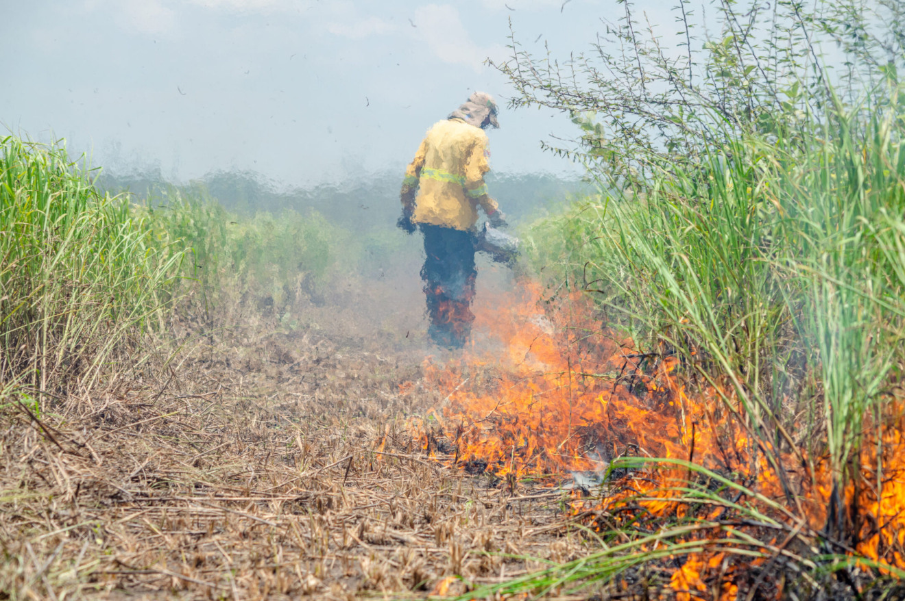 Estudo da UFMS busca entender como a interação entre fogo e inundação é importante para a sobrevivência e espécies nativas do Pantanal - Foto: Victor Hugo Sanches/UFMS