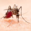 Mosquito transmissor da dengue, zica e chicungunya - Foto: Jcomp/Freepik