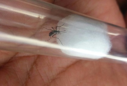 O estado registrou 11.620 casos de dengue desde o início do ano - Foto: Reprodução Internet
