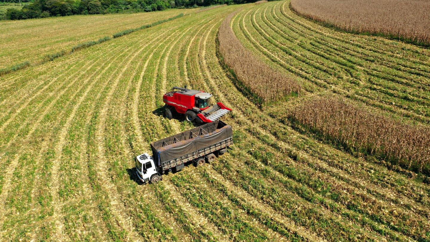 Atividades de apoio à produção florestal foram as que mais geraram emprego no setor em MS. - Foto: Divulgação