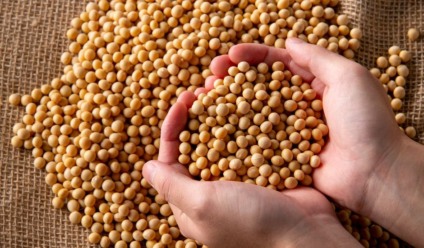 Mato Grosso do Sul colheu 5,30% das áreas cultivadas - Foto: Divulgação