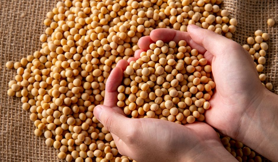 Mato Grosso do Sul colheu 5,30% das áreas cultivadas - Foto: Divulgação