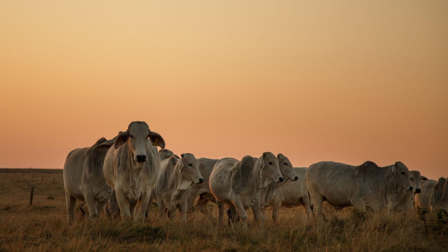 O Ministério da Agricultura e Pecuária (Mapa) confirmou nesta quinta-feira (3) que o caso ocorrido no Pará foi atípico - Foto: Divulgação