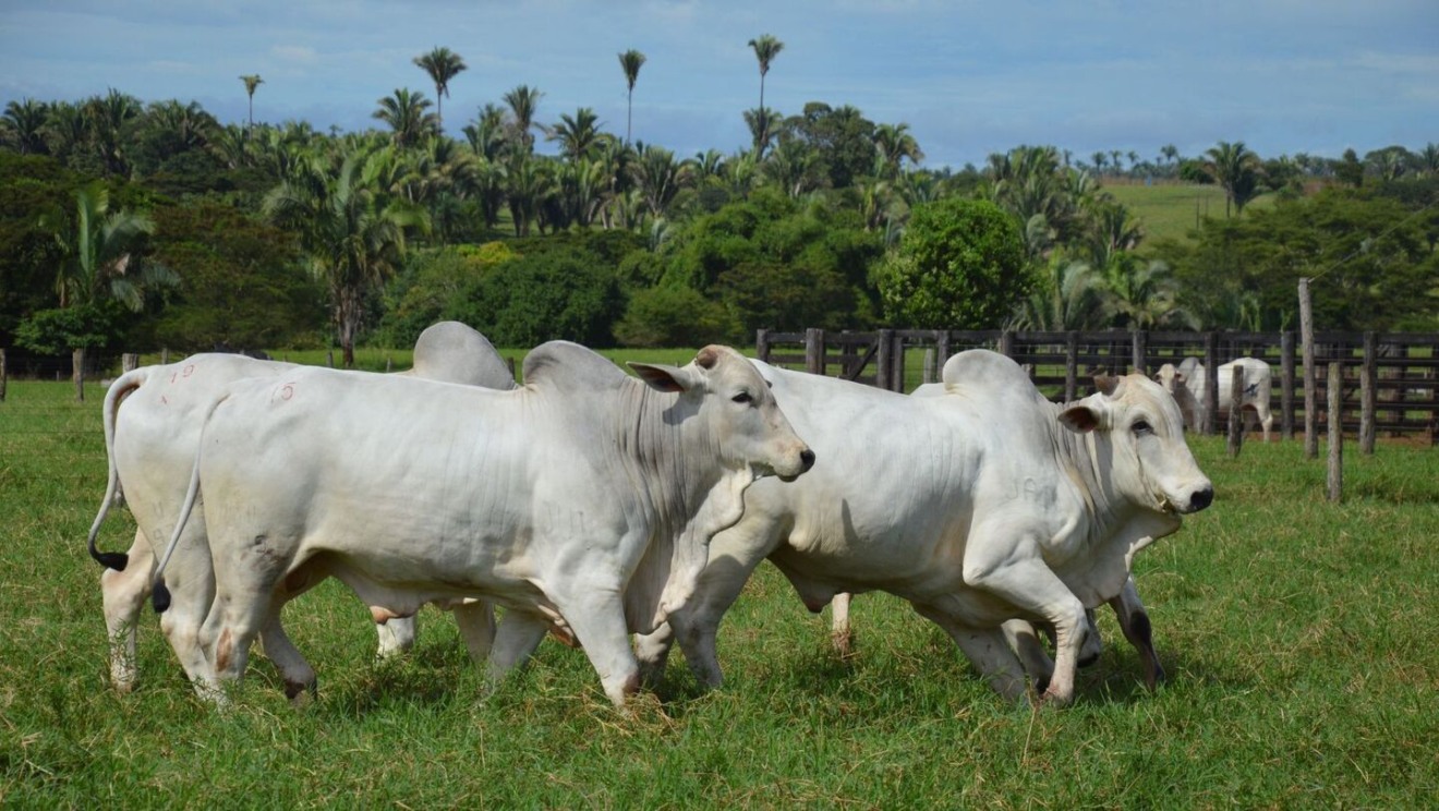 Preço em Mato Grosso do Sul é de R$ 267,00 por arroba. - Foto: Divulgação