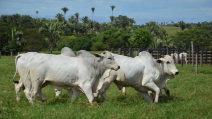 Preço em Mato Grosso do Sul é de R$ 267,00 por arroba. - Foto: Divulgação