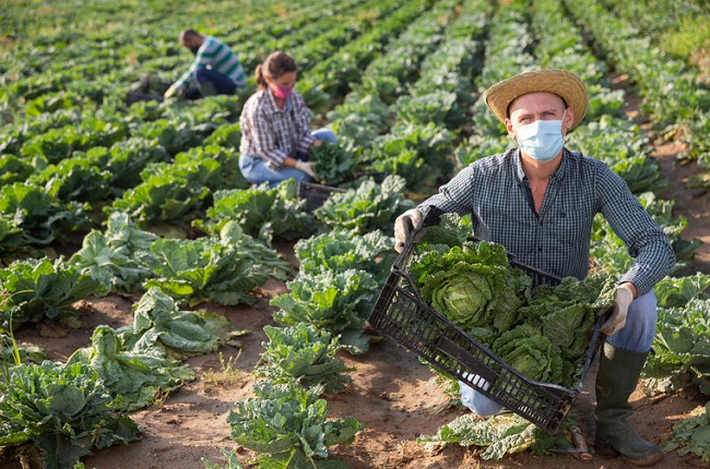 Usando máscaras de proteção e seguindo as orientações dos órgãos de saúde, os homens e mulheres do campo adaptaram a forma de produzir - Foto: reprodução internet