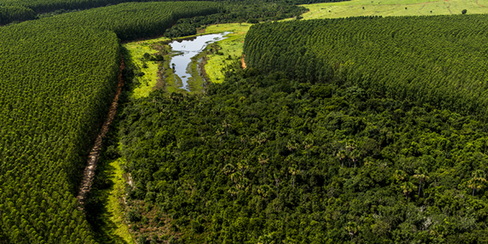 Floresta Eldorado Brasil - Site Eldorado Brasil