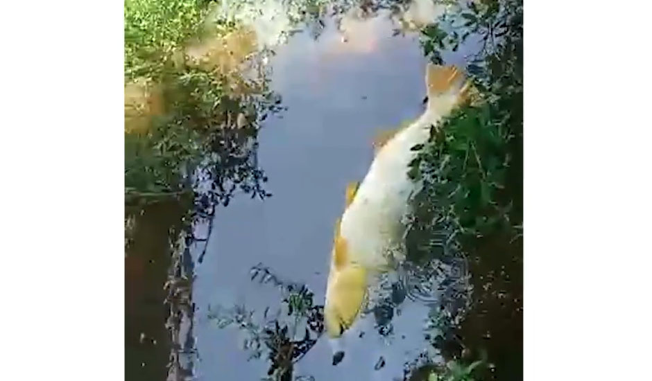 Dourado morto às margens do rio Miranda - Reprodução/Vídeo