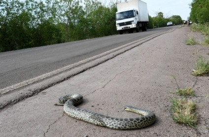 - Foto: Divulgação/ Governo de Mato Grosso do Sul