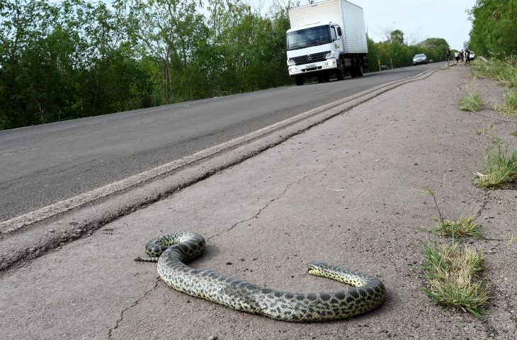 - Foto: Divulgação/ Governo de Mato Grosso do Sul