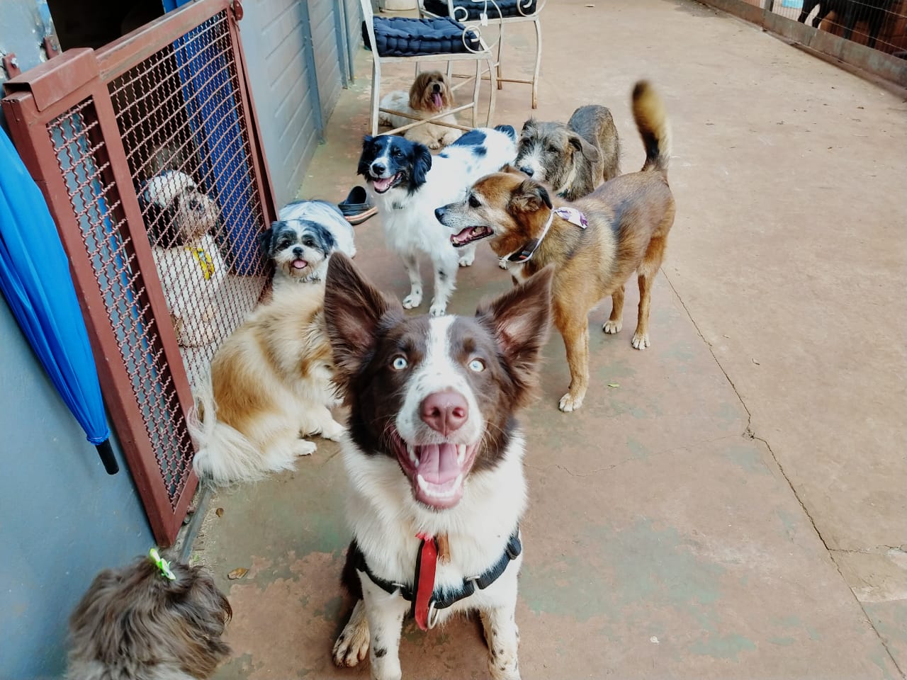 Enquanto os donos viajam, a cachorrada curte o descanso em hotéis específicos para pets - Foto: Arquivo Hug Dog