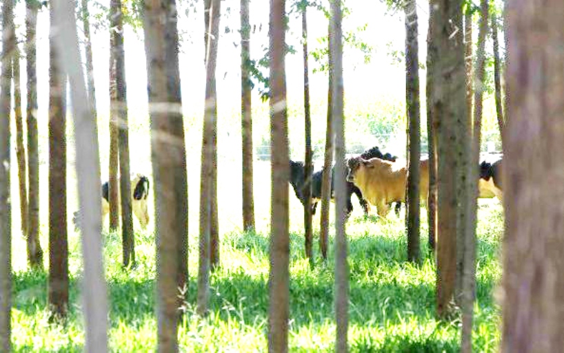 Município volta a ter destaque entre as cidades para negócios em agropecuária. - Foto: Arquivo/JP