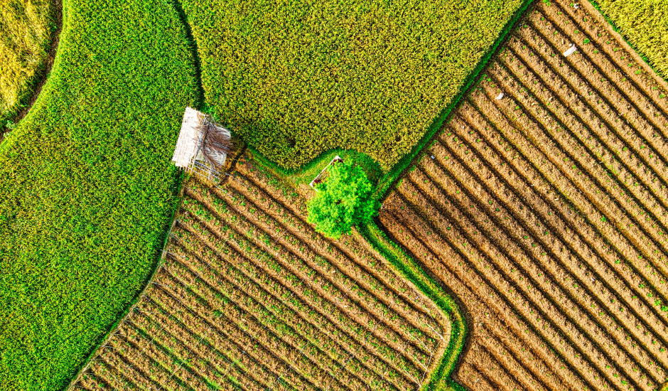 A inclusão da agricultura sustentável como parte essencial da resposta às mudanças climáticas, no documento final da COP28, foi um marco significativo. - Banco de imagens da internet