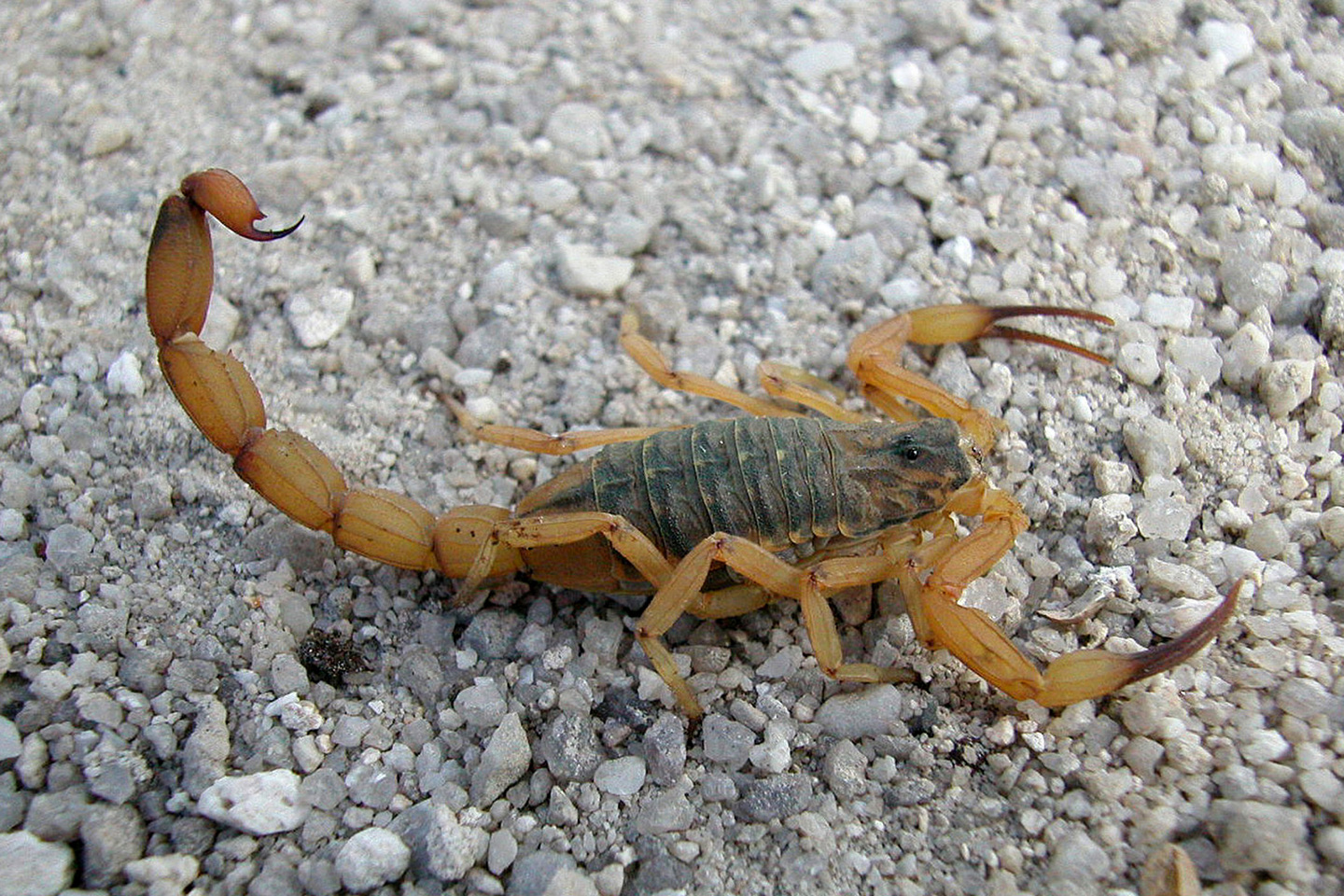 Especialista alerta para importância do atendimento médico imediato após picada do animal - Foto: Reprodução