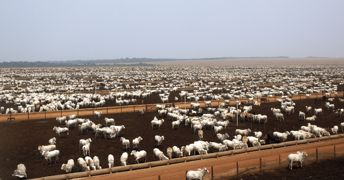 Pecuária fortalece agro em Mato Grosso - Reprodução/Portal DBO