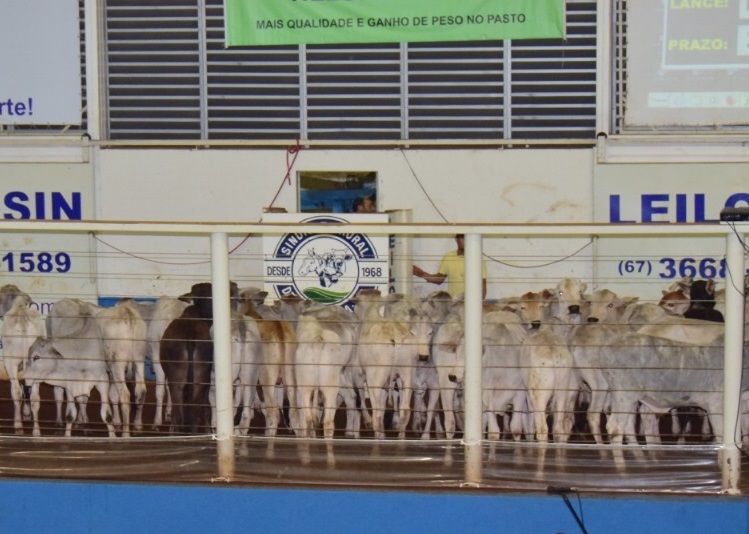 Leilão tem início às 19h no tatersal da Leilosin - Divulgação/Sindicato Rural