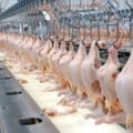 Mato Grosso do Sul teve 32 dias de suspensão das exportações - Foto: Reprodução