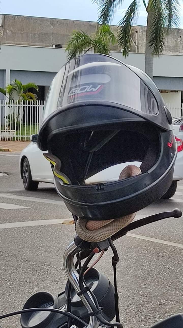 Cobra busca abrigo em capacete de motociclista e foto viralizou nas redes sociais - Imagens da internet