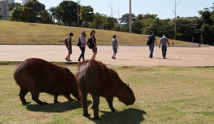 Capivaras, cavalos e gambás são hospedeiros do carrapato-estrela, transmissor da febre maculosa - Foto: Governo MS