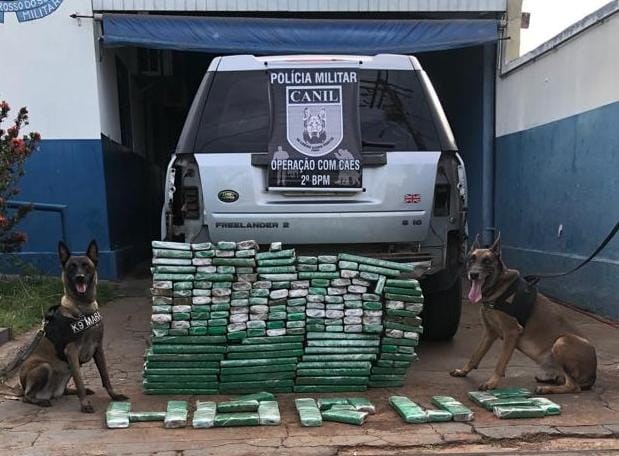 PMRE e Canil da Polícia Militar apreenderam 152kg de maconha em Brasilândia - Divulgação