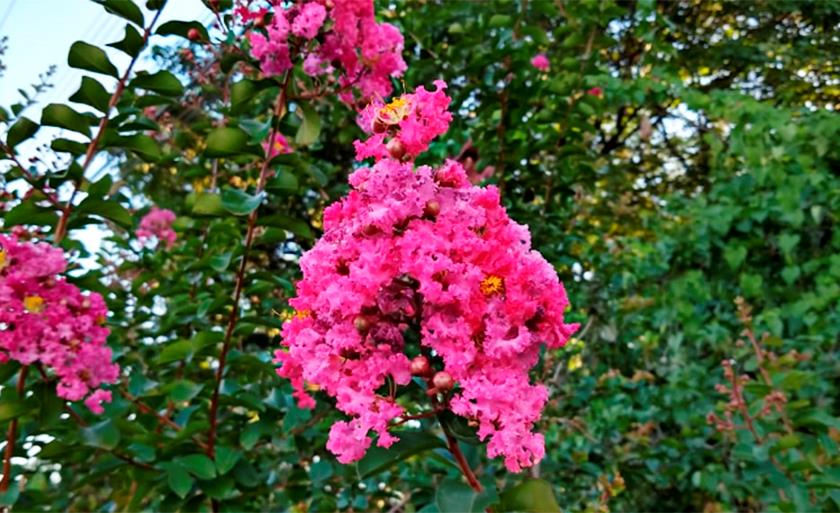 No meio da semana, um feriado. Bom que dá para apreciarmos o que no dia a dia passa batido, como as belas flores de um jardim! - Arquivo/JPNEWS