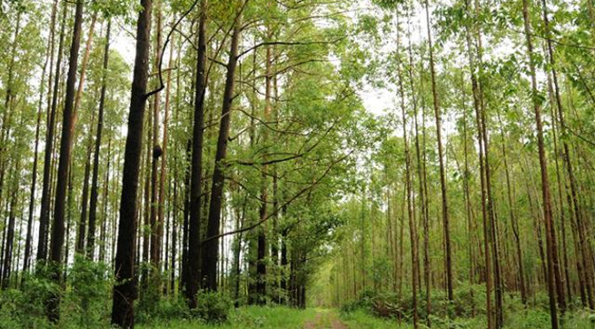 O eucalipto é a espécie mais plantada no estado, com 99,5% da área total - Foto: Reprodução/Governo de MS