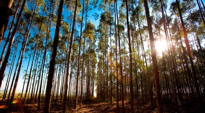 MS tem a segunda maior área plantada com eucalipto do País, de acordo com o IBGE - Foto: Reprodução/Governo do Estado