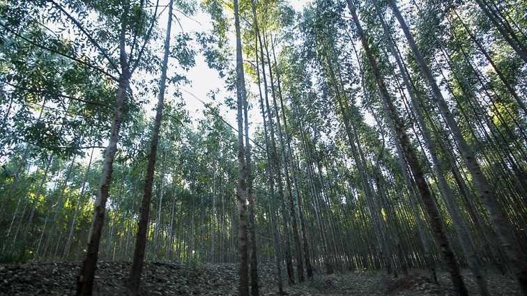 O setor florestal de Mato Grosso do Sul é responsável pela geração de 27,2 mil empregos - Foto: Edemir Rodrigues